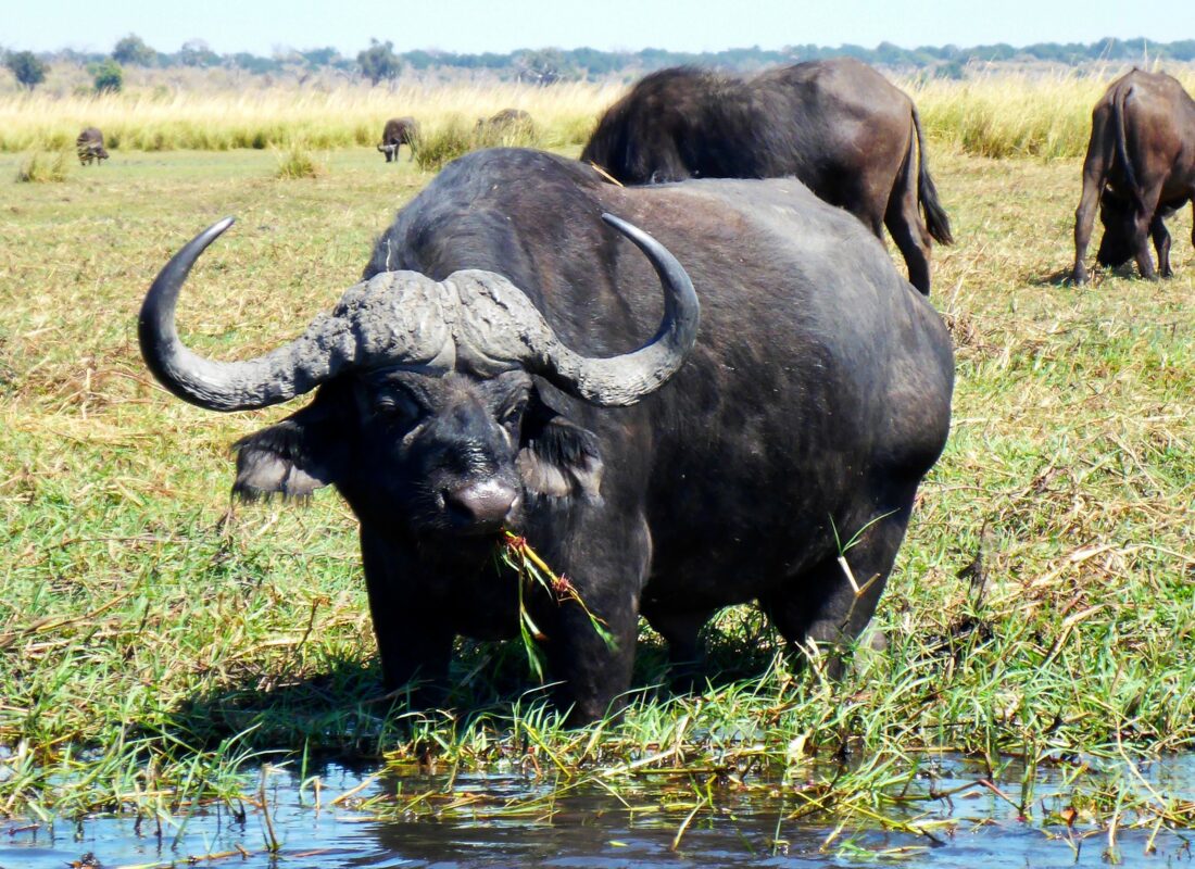 Okavango 7