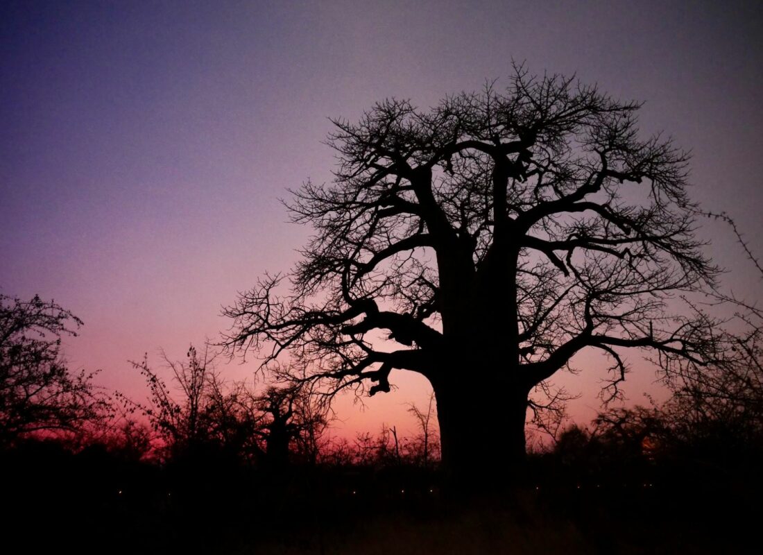 Baobab BoTravel