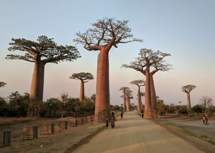 Avenue or Alley of the Baobabs, Morandava, Madagascar